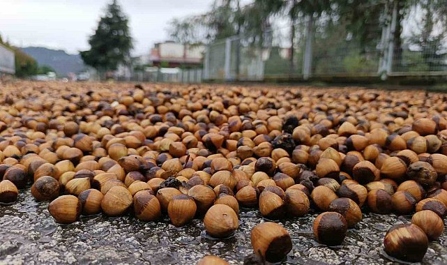 Ordu'da fındık üreticilerinin yağmur mesaisi