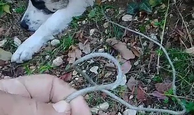 Ormanda tuzağa yakalanan köpeği arama kurtarma ekipleri kurtardı