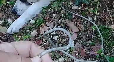 Ormanda tuzağa yakalanan köpeği arama kurtarma ekipleri kurtardı