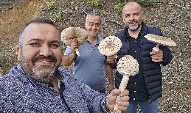Ormanlık alanda ilginç mantar hasadı