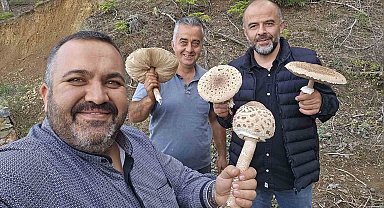 Ormanlık alanda ilginç mantar hasadı