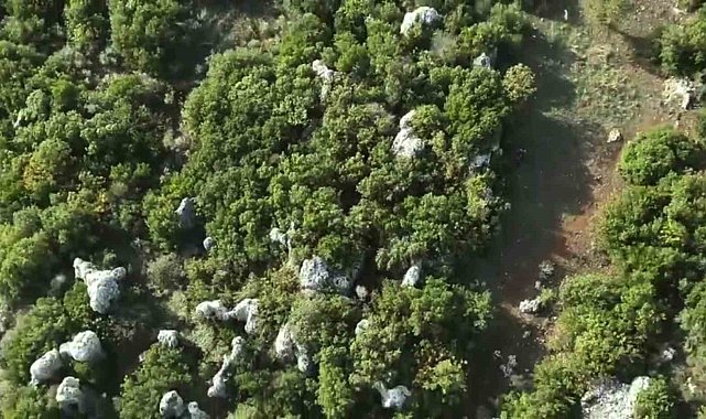 Ormanlık alandaki hazine arazisine kenevir eken şüpheli tutuklandı
