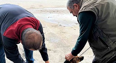 Ortaca'da kedi ve köpeklere kuduz aşısı