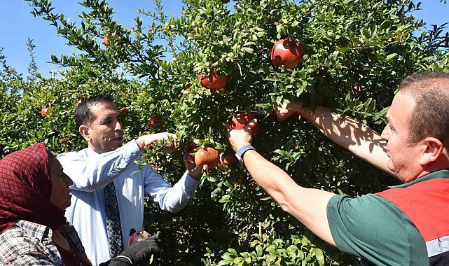 Ortaca'da Nar hasadı