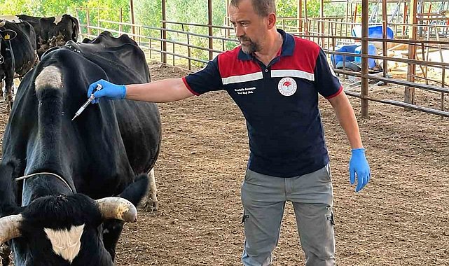 Ortaca'da Şap ve Brucella aşılama çalışması devam ediyor
