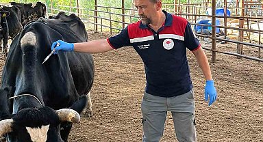 Ortaca'da Şap ve Brucella aşılama çalışması devam ediyor
