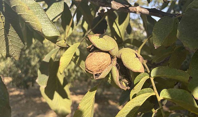 Osmaniye'de 150 dönümlük arazide 4 bin ceviz ağacında hasat başladı