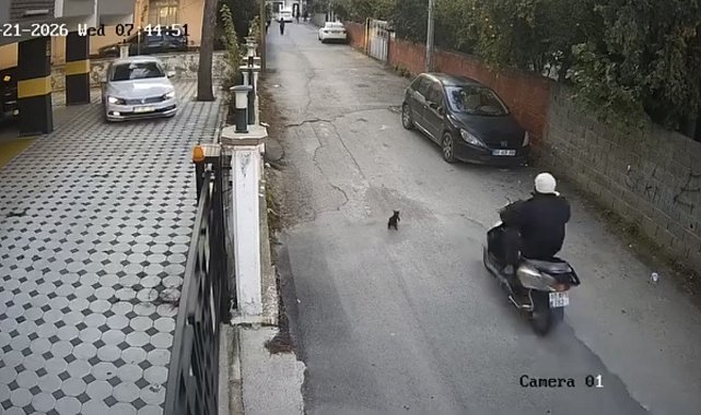 Osmaniye'de motosikletin çarptığı kedi öldü