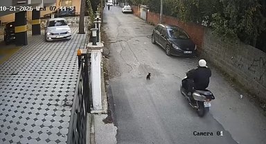 Osmaniye'de motosikletin çarptığı kedi öldü