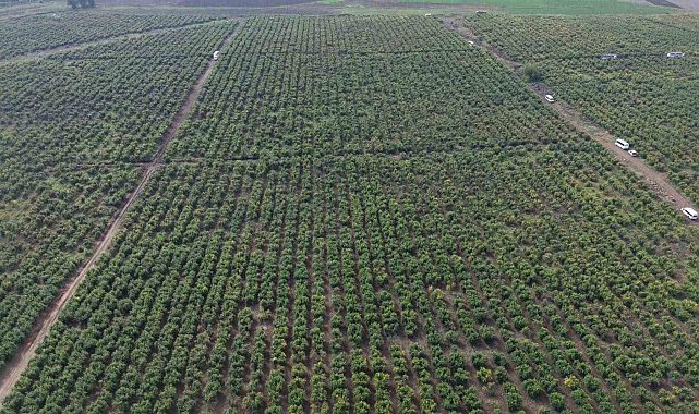 Osmaniye'de nar bahçesinde hasat başladı