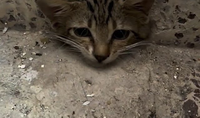 Osmaniye'de su giderine sıkışan yavru kediyi itfaiye kurtardı