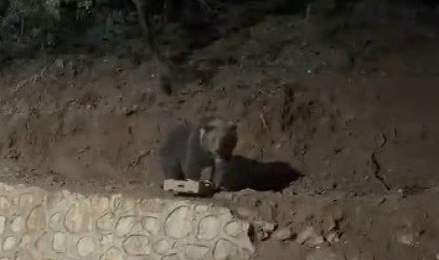 Ovacık'ın sevimli konuğu ayı yine görüntülendi