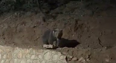 Ovacık'ın sevimli konuğu ayı yine görüntülendi