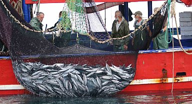 Palamudun fiyatı düştü, av baskısı arttı