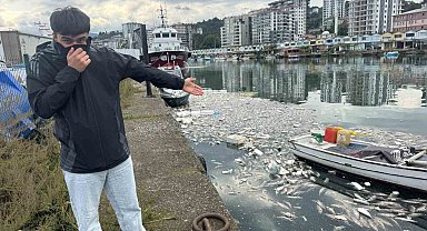 Palamut bolluğu çileye dönüştü, liman balık çöplüğüne döndü