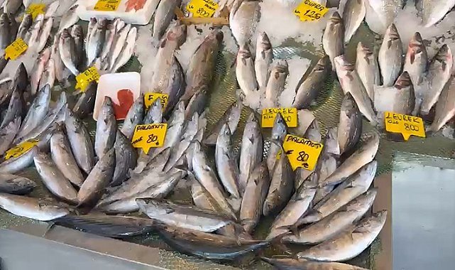 Palamutta 25 sene önceki bolluk yaşanıyor