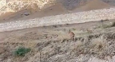 Palu'daki tarihi kalede dağ keçileri görüldü