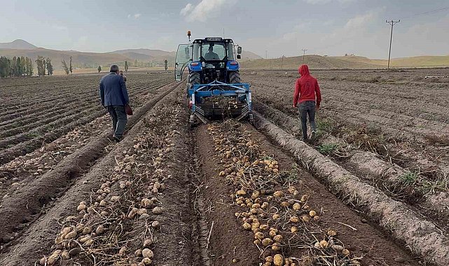 Patnos topraklarında yetişiyor, Cips fabrikalarına gidiyor