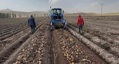 Patnos topraklarında yetişiyor, Cips fabrikalarına gidiyor