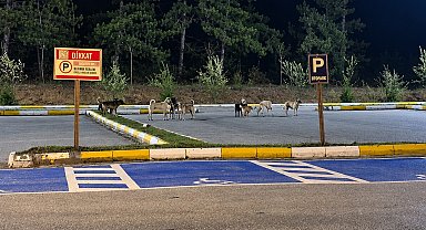 Pelitözü Gölpark'ta köpek yoğunluğu vatandaşları tedirgin ediyor