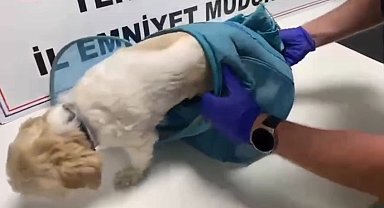 Pes dedirten yöntem: Uyuşturucuyu evcil hayvan pusetine gizlediler
