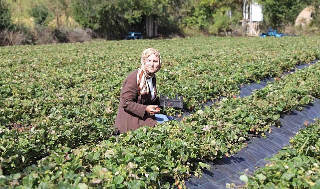 Peyzaj mimarıydı, çilek üreticisi oldu