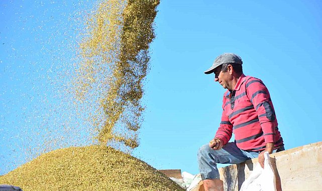 Pirinçte marka Osmancık'ta hasat mesaisi başladı