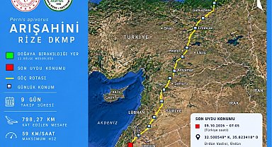 Rize'de doğaya salınmıştı, 9 günde Ürdün'e ulaştı