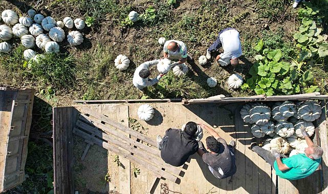 Sakarya'nın coğrafi tescilli Beyaz Elmas'ının tarladan sofraya yolculuğu