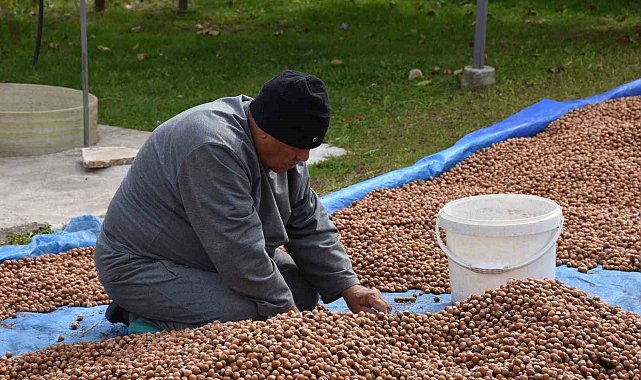 Sakarya'nın yüksek kesimlerinde fındık mesaisi devam ediyor