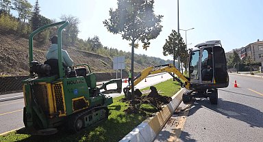 Sakarya'da ağaçlar o kazı için titizlikle taşınıyor