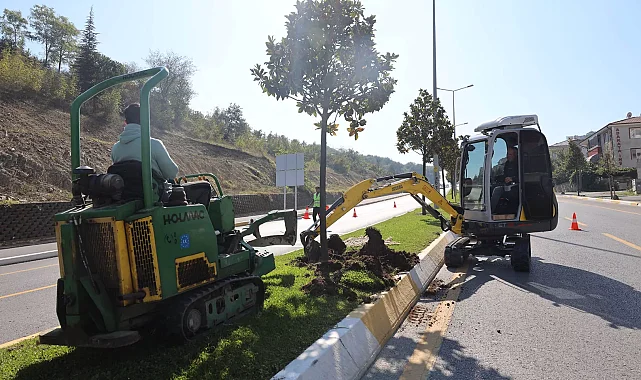 Sakarya'da ağaçlar o kazı için titizlikle taşınıyor
