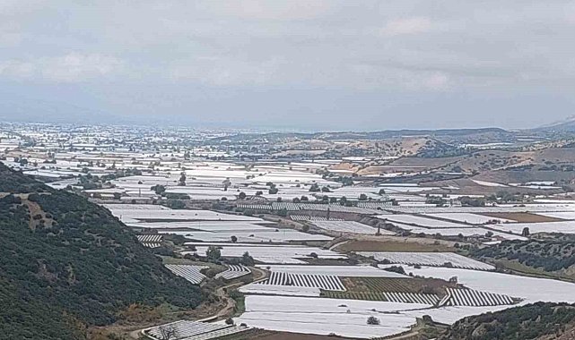 Sarıgöl'de binlerce ton üzüm örtü altında bekliyor