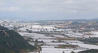 Sarıgöl'de binlerce ton üzüm örtü altında bekliyor