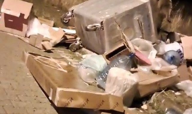 Sarıkamış'ta çöp konteynerlerinin arkasından ayı çıkıyor