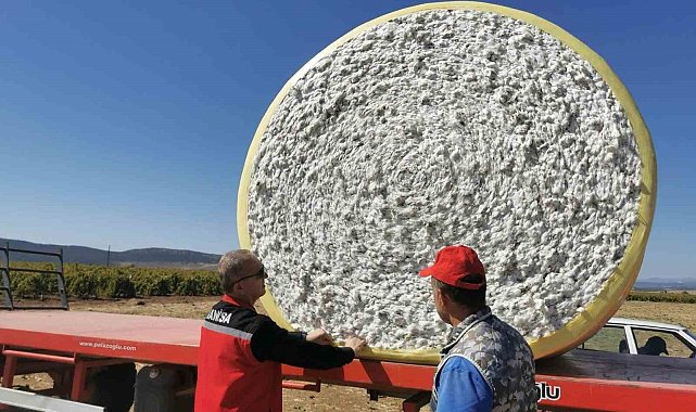 Saruhanlı'da beyaz altın mesaisi başladı