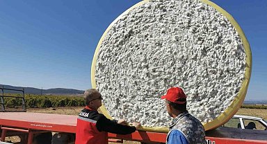 Saruhanlı'da beyaz altın mesaisi başladı