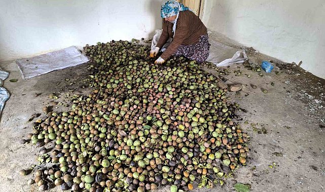 Sason'da sonbaharla birlikte ceviz mesaisi başladı