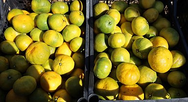 Satsuma mandalinada ihracat zamanı