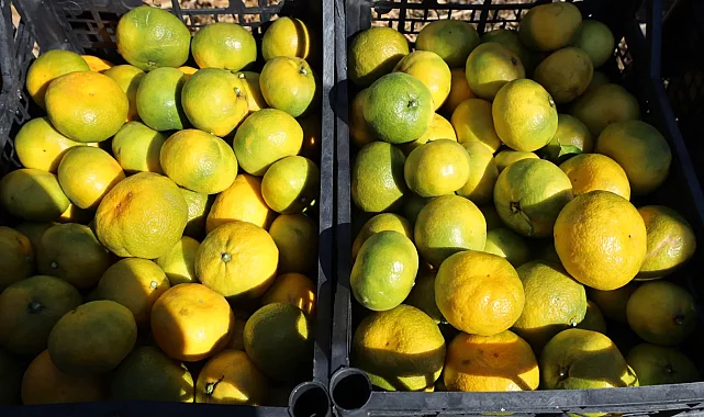Satsuma mandalinada ihracat zamanı