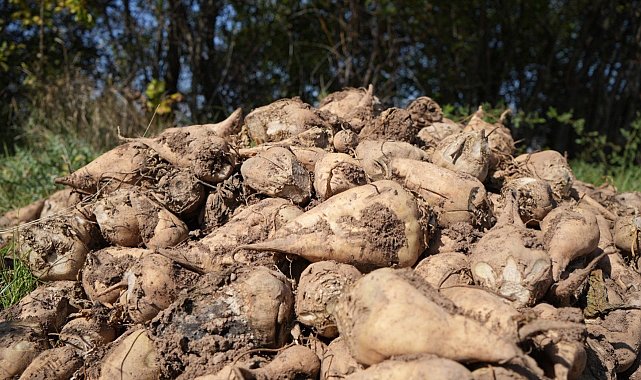 Şeker pancarı fiyatına tepki: "Üreticinin beklentisini karşılamadı"