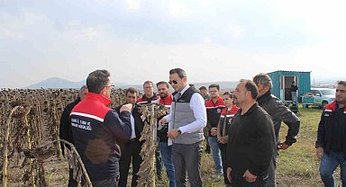 Selim'de 80 dönümlük tarlada ayçiçeği hasadı