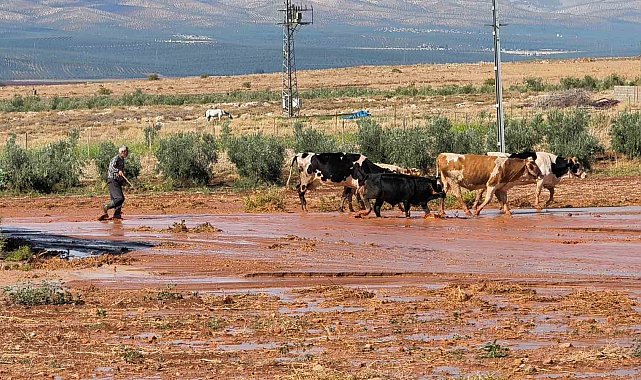 Şiddetli yağış tarım arazilerinde sele neden oldu