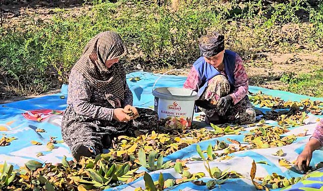 Sındırgı'da ceviz rekoltesi üreticiyi sevindirdi