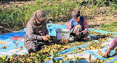 Sındırgı'da ceviz rekoltesi üreticiyi sevindirdi