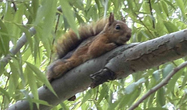 Sinop'ta sincap objektiflere yansıdı