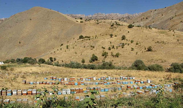 Şırnak'ın dağlarında bal bereketi: Arıcılar rekor hasada hazırlanıyor