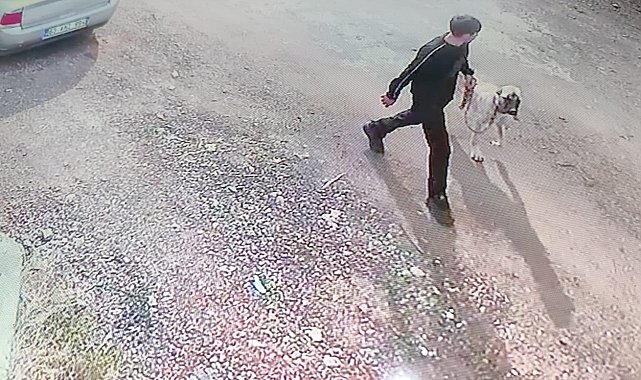 Siverek'te Kangal köpeğin çalınma anı kamerada