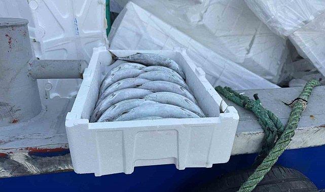 Strafor köpük kasasının fiyatı palamuttan 3 kat pahalı