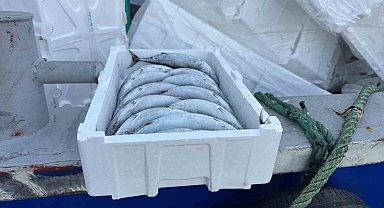 Strafor köpük kasasının fiyatı palamuttan 3 kat pahalı